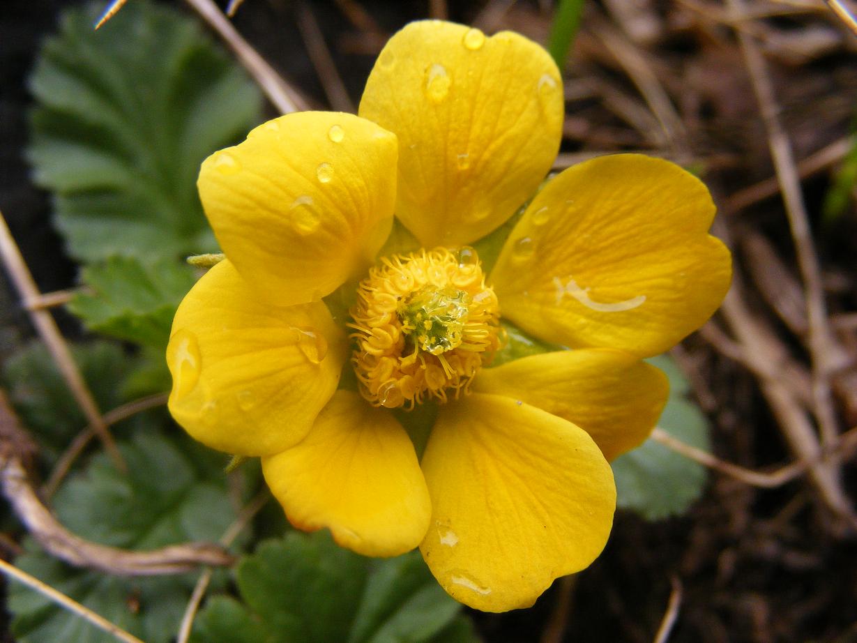 Geum reptans